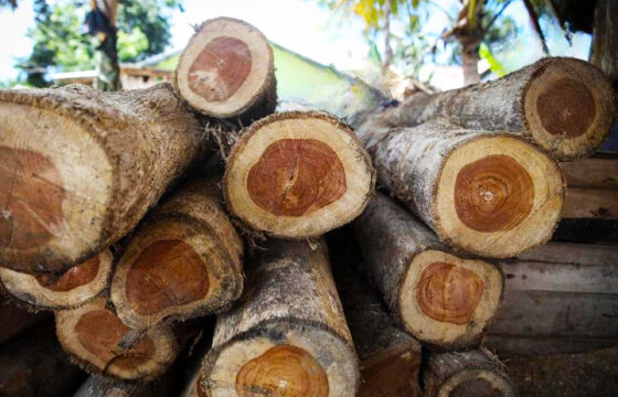 Exploring the Beauty and Benefits of Teak root Furniart & Furniture
